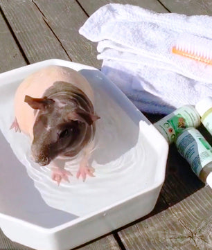 4-HAIRLESS PETS *SKINNYPIG REGULAR KIT