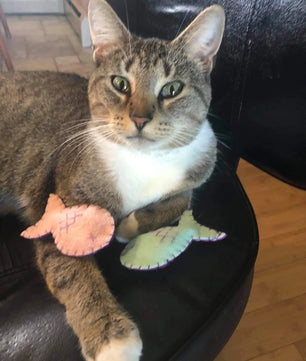 Organic Cat-Nip Fish Cat Toy!
